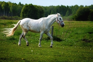 the-horse-2388274_960_720