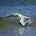 gull-2402372_960_720