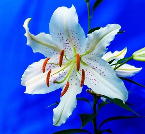 lily-227837_960_720