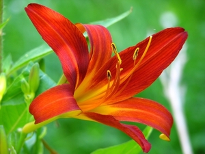 lily-383852_960_720