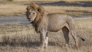 lion-2400962_960_720