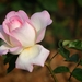 rose-2439965_960_720