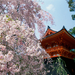 Ninnaji_Temple_-_Kyoto,_Japan