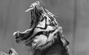 black-and-white-wallpaper-with-a-tiger-showing-his-teeth-hd-anima