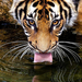 hd-animal-wallpaper-of-a-tiger-drinking-water-hd-tigers-wallpaper