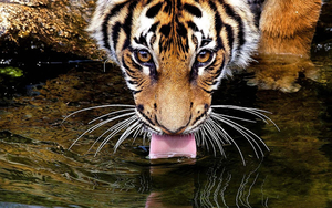 hd-animal-wallpaper-of-a-tiger-drinking-water-hd-tigers-wallpaper