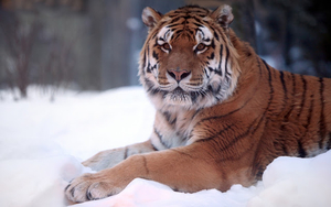 hd-animal-wallpaper-with-a-tiger-resting-in-the-snow-hd-winter-wa