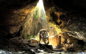 wallpaper-of-a-tiger-in-a-cave-hd-tigers-wallpapers