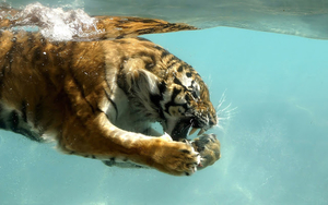 wallpaper-of-a-tiger-swimming-underwater