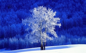 winter-snow-887-14
