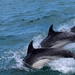 dolphins-2532975_960_720