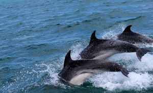 dolphins-2532975_960_720
