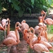 flamingo-2458782_960_720