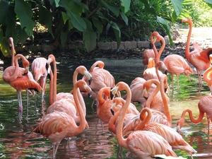 flamingo-2458782_960_720