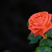 rose-2708053_960_720