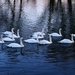 swans-2853737_960_720