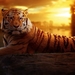 tiger-1741443_960_720