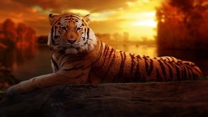 tiger-1741443_960_720