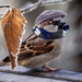 sparrow-2797009_960_720