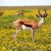 antelope-425161_960_720
