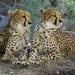 cheetah-2268955_960_720