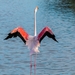 flamingo-2591515_960_720