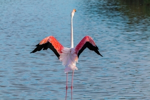 flamingo-2591515_960_720