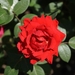 rose-2456114_960_720