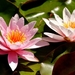 water-lilies-2393729_960_720