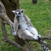 lemur-2264798_960_720