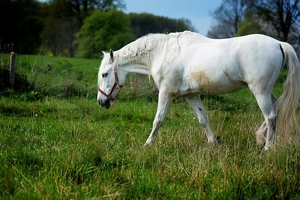 the-horse-2388278_960_720