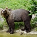 brown-bear-2491210_960_720