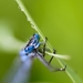 insect-2432426_960_720