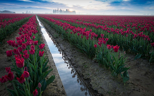 een-veld-vol-roze-tulpen-hd-bloemen-wallpaper