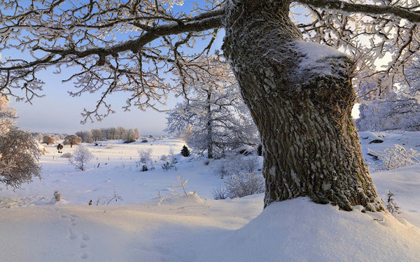 foto-van-een-winter-landschap-met-een-dikke-boom