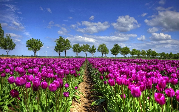 foto-veld-vol-hollandse-tulpen-achtergrond-lente-wallpaper