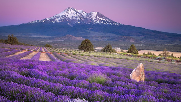 hd-achtergrond-landschap-met-paarse-bloemen-en-een-berg-hd-wallpa