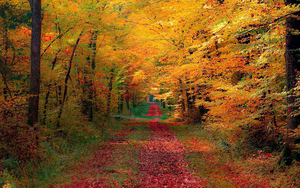 hd-herfst-achtergrond-met-een-pad-tussen-de-bomen-door-met-veel-r