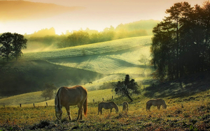 hd-landschap-achtergrond-met-paarden-in-het-weiland-paarden-wallp