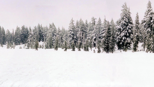 hd-sneeuw-wallpaper-met-een-bos-en-veel-sneeuw-achtergrond-foto