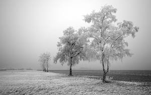hd-winter-wallpaper-met-bevroren-bomen-in-het-weiland-winter-acht