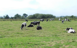 hd-zwart-witte-friese-koeien-achtergrond-hd-friese-koeien-wallpap