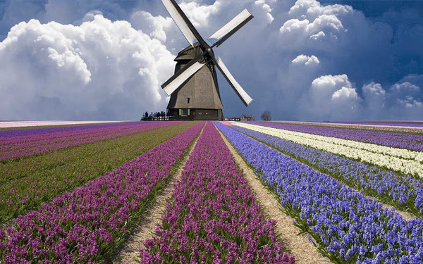 hollands-landschap-met-een-molen-en-een-veld-vol-bloemen-hd-molen