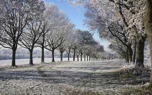 winter-achtergrond-met-bomen-en-een-dun-laagje-sneeuw