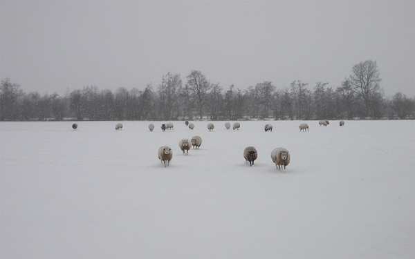 winter-landschap-met-schapen-en-een-weiland-bedekt-met-een-laag-s