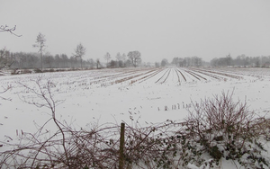 winter-wallpaper-van-een-maisveld-bedekt-met-een-laag-sneeuw