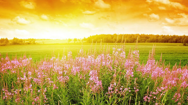 zomer-wallpaper-ondergaande-zon-bloemen-gras-foto-ondergaande-zon