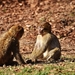 berber-monkeys-2214783_960_720