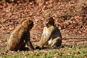 berber-monkeys-2214783_960_720