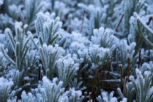 frost-2124820_960_720